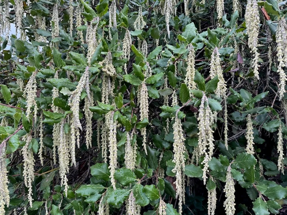 Garrya elliptica 02.jpeg
