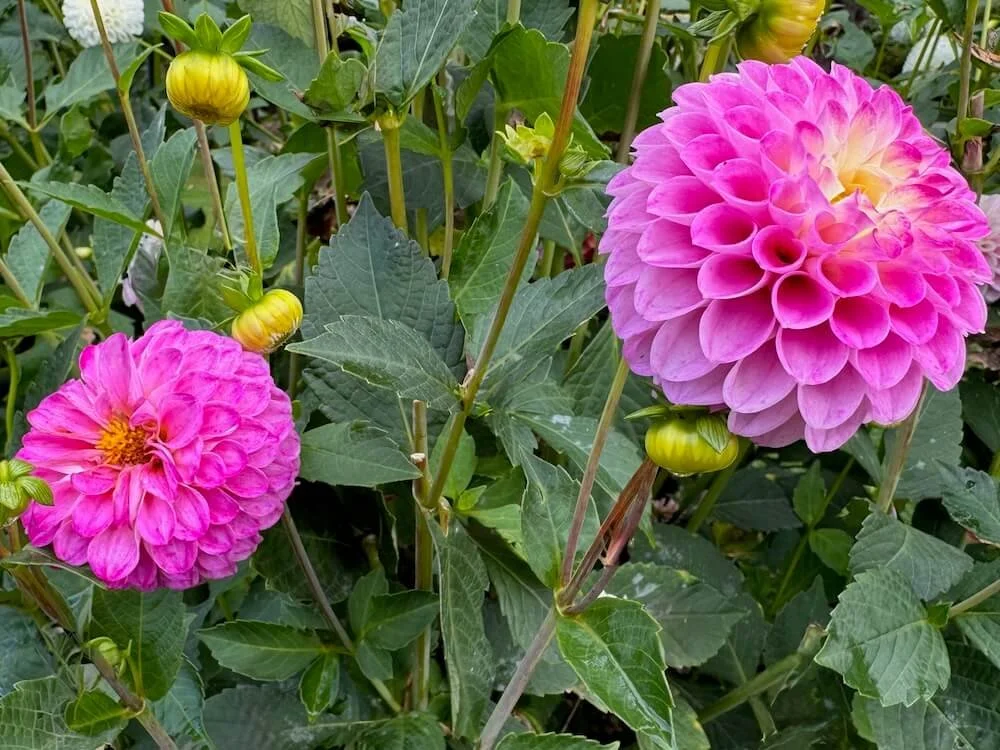 Dahlia 'AC Hurt' 02.jpeg