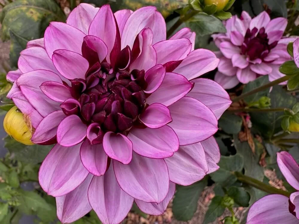 Dahlia 'Creme de Cassis' 05.jpeg