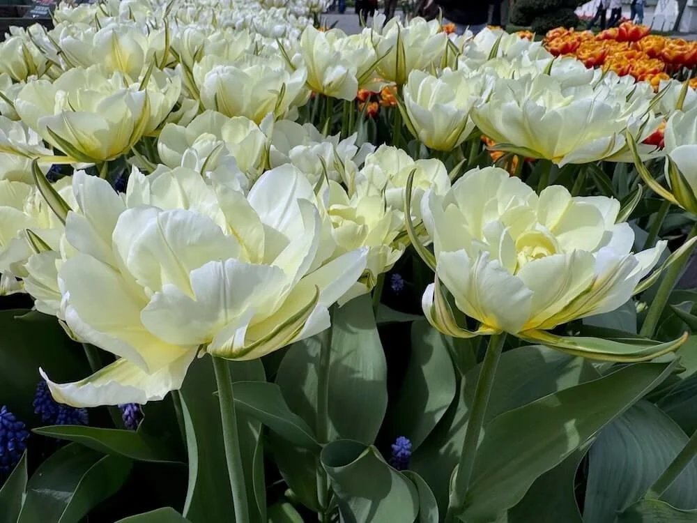 Tulipa 'Exotic Emperor' 04.jpeg