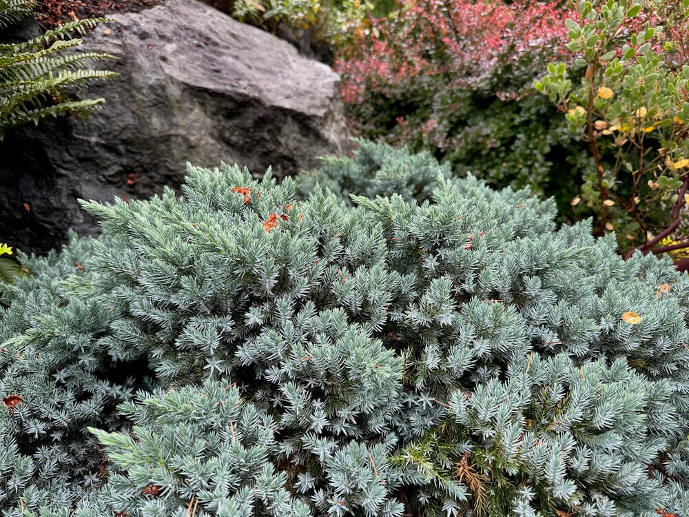 Juniperus squamata 'Blue Star' 03.jpeg