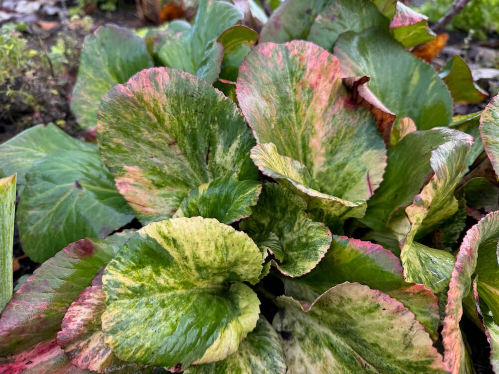 Bergenia cordifolia 'Tubby Andrews' 06.jpeg