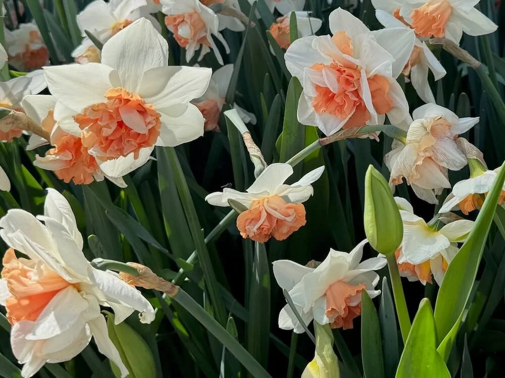 Narcissus 'Candy Princess' 03.jpeg