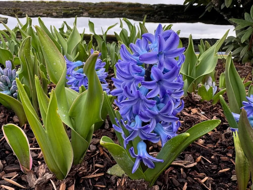 Hyacinthus orientalis 'Blue Star' 01.jpeg