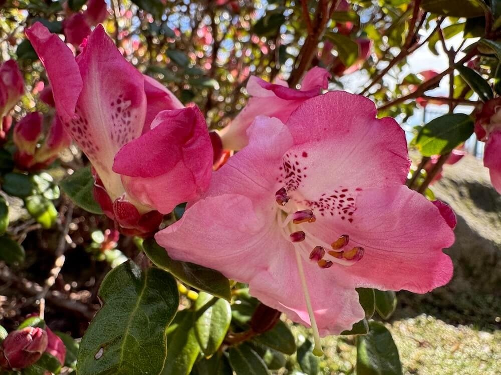 Rhododendron moupinense 02.jpeg