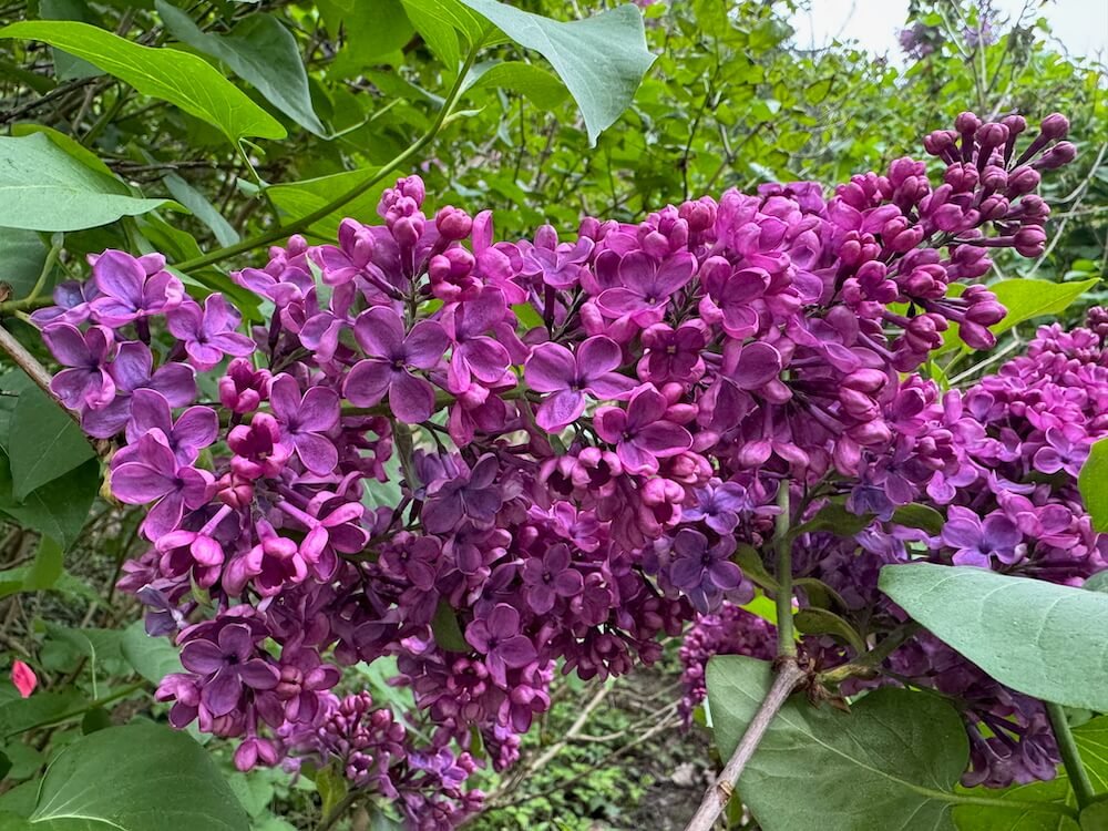 Syringa vulgaris 'Charles Joly' 01.jpeg