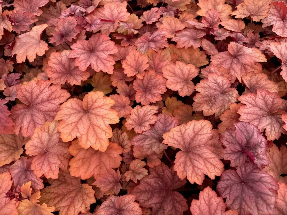 Heuchera 'Carnival Watermelon' 02.jpeg