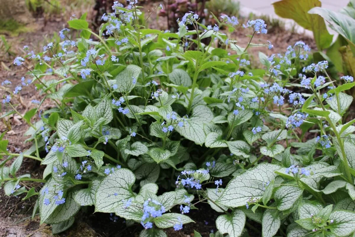 Brunnera macrophylla ‘Jack Frost’ (Heartleaf Brunnera) — Northwest Blooms