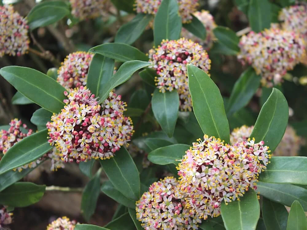Skimmia japonica (Male) | Japanese Skimmia (Male)