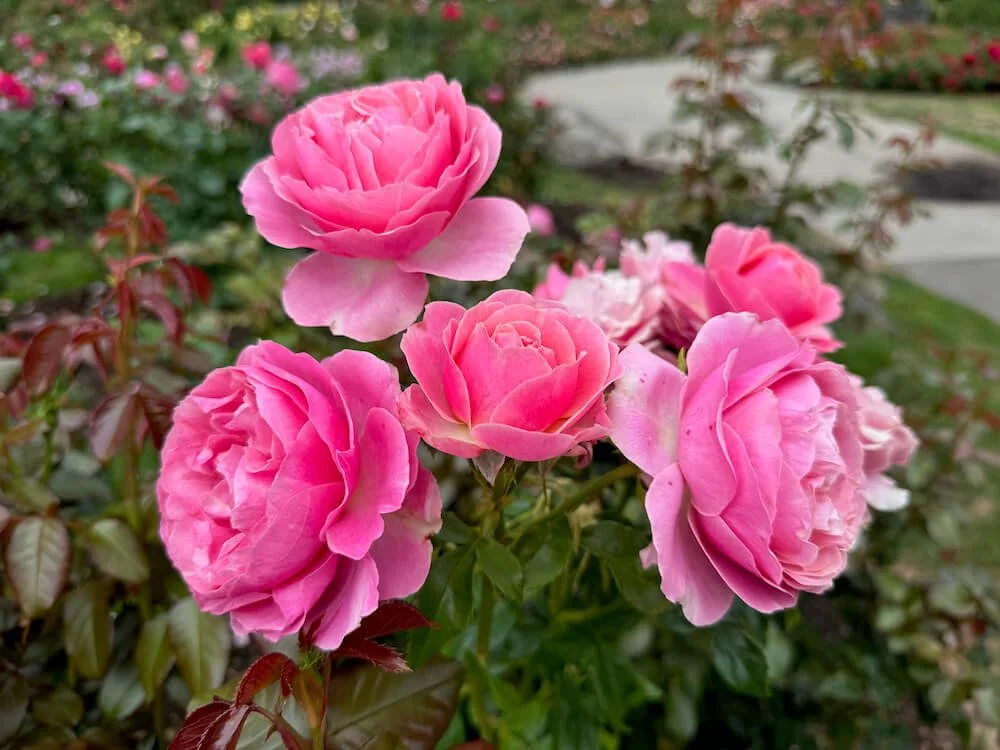 Rosa 'All Dressed Up' (All Dressed Up Grandiflora Rose) Northwest Blooms Rosa 'All Dressed Up' (All Dressed Up Grandiflora Rose) Northwest Blooms