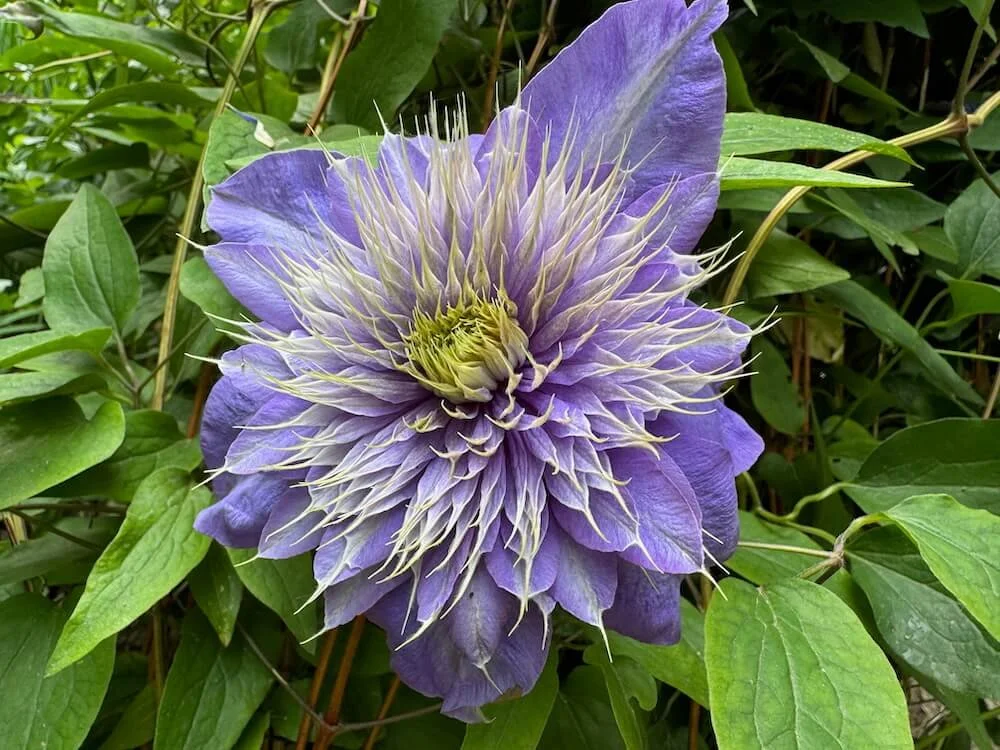 Clematis 'Multi Blue' | Multi Blue Clematis