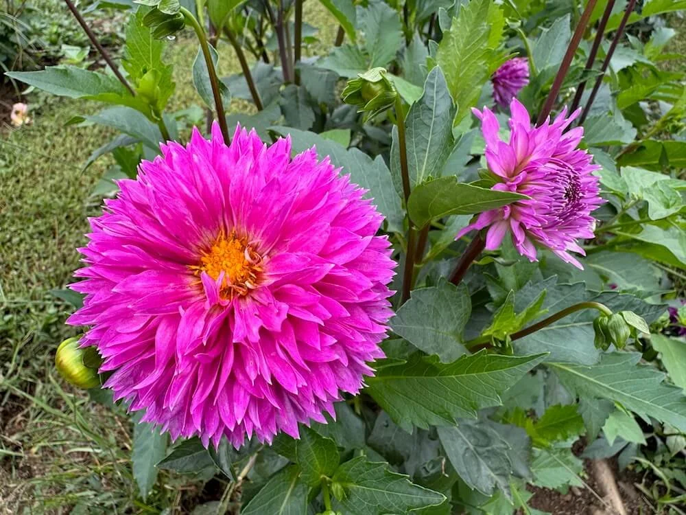 Dahlia 'Frizzy Lizzy' 04.jpeg