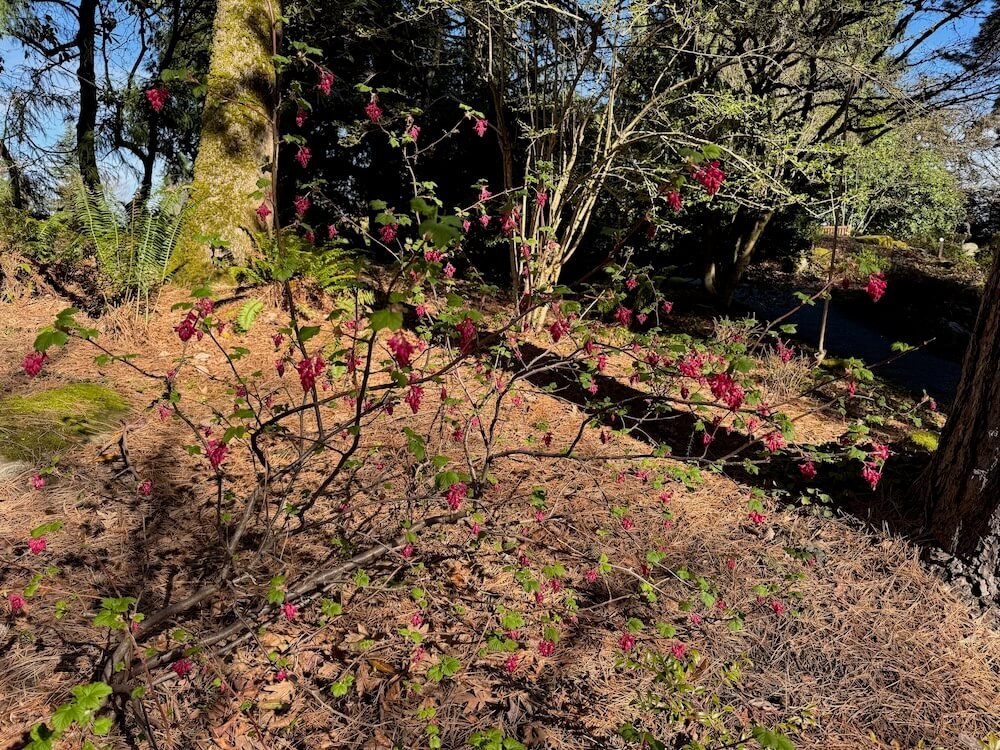 Ribes sanguineum 'King Edward VII' 03.jpeg