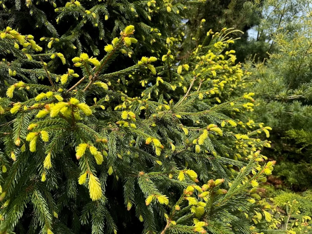 Picea abies 'Perry's Gold' 04.jpeg