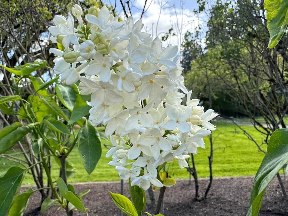 Syringa vulgaris 'Primrose' 02.jpeg