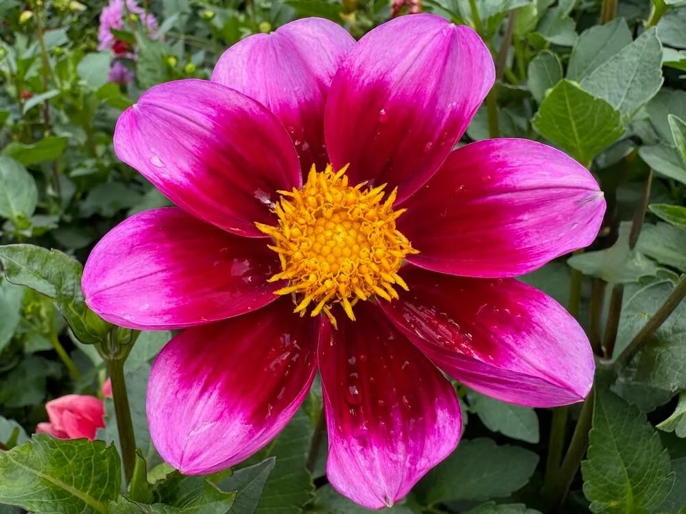 Bashful Dahlia 07.jpeg