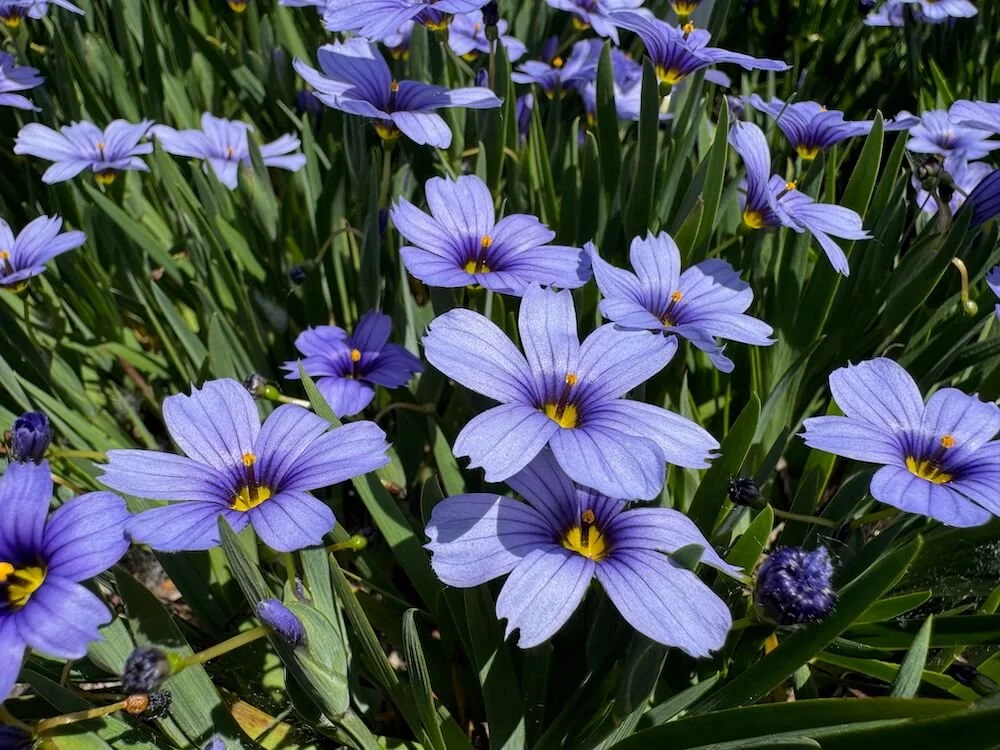 Sisyrinchium angustifolium 'Devon Skies' | Devon Skies Blue-eyed Grass