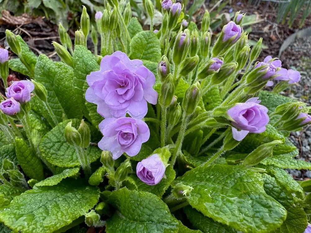 Primula vulgaris 'Lilacina Plena' 01.jpeg