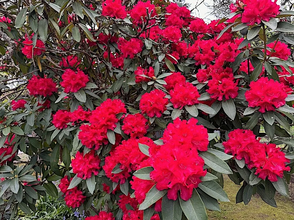 Rhododendron 'America' 03.jpeg