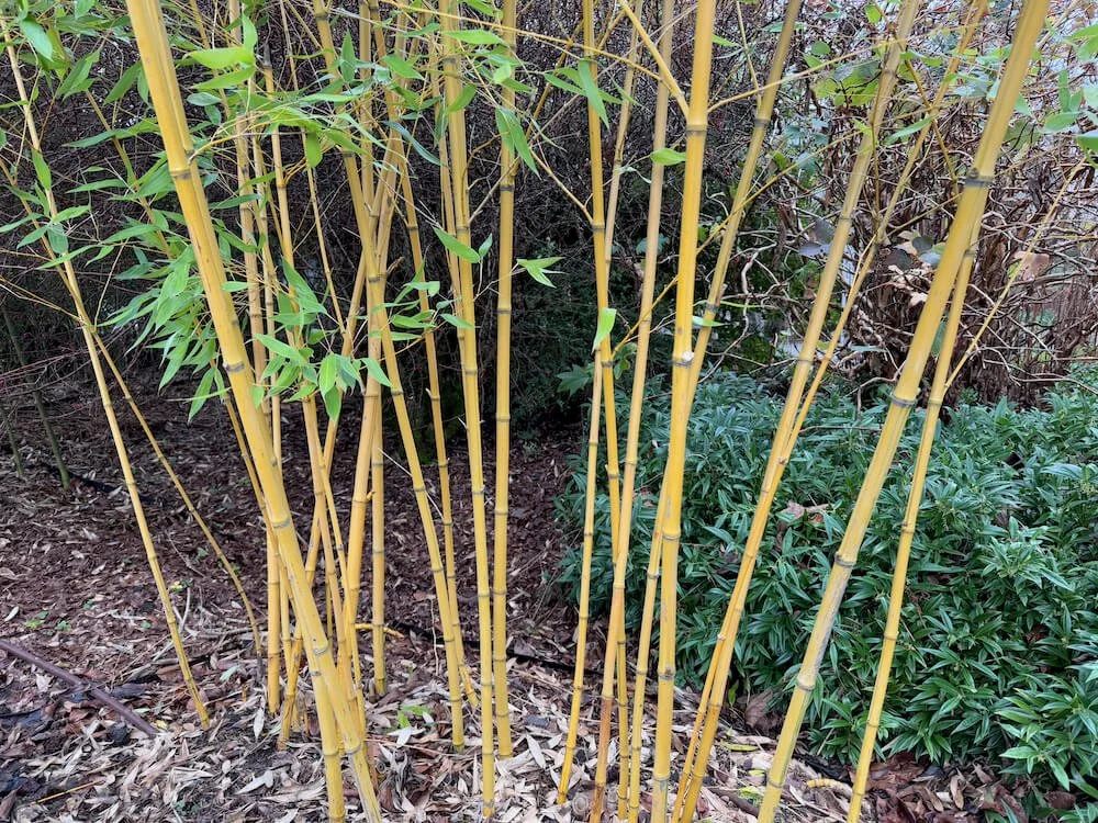 Phyllostachys sulphurea 'Robert Young' 04.jpeg