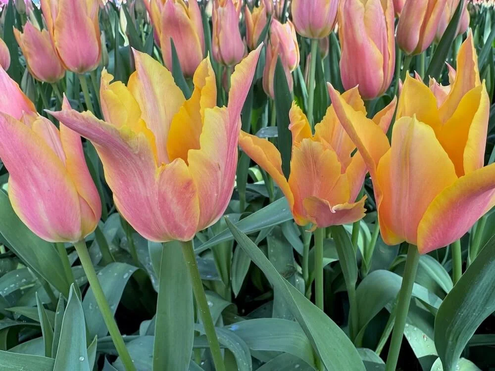 Tulipa 'Blushing Beauty' | Blushing Beauty Single Late Tulip