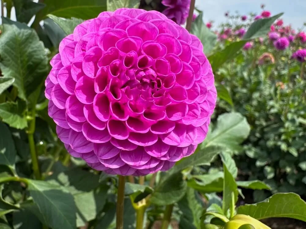 Dahlia 'Mary Munns' 02.jpeg