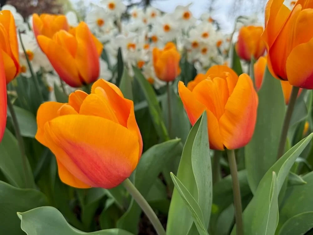 Tulipa 'Orange Emperor' 04.jpeg