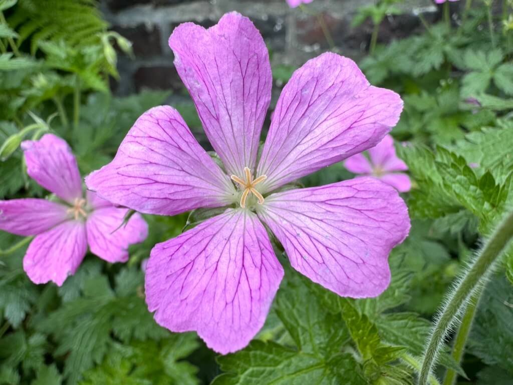 Geranium x oxonianum 'Julie Brennan' 02.jpeg