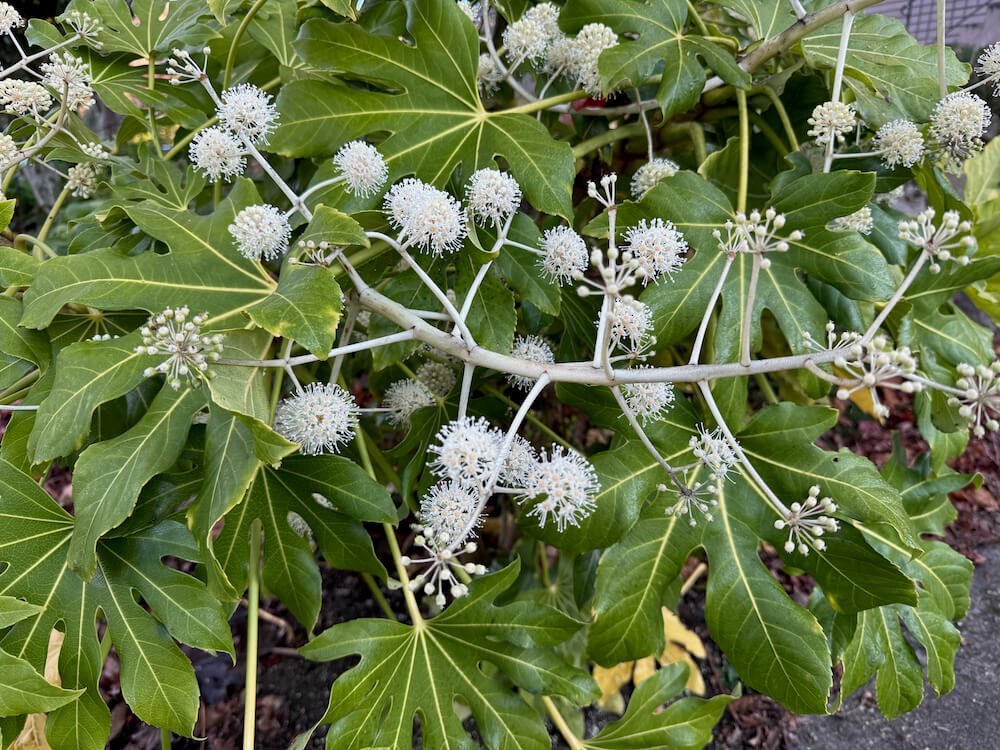 Fatsia japonica 05.jpeg