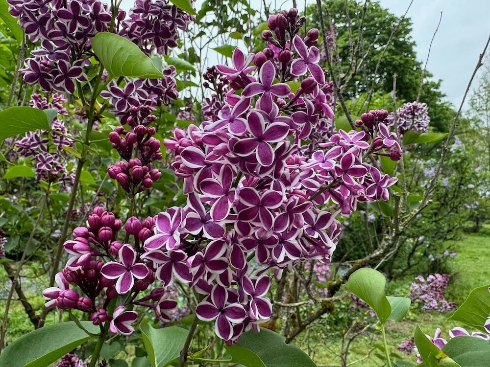 Syringa vulgaris 'Sensation' 03.jpeg