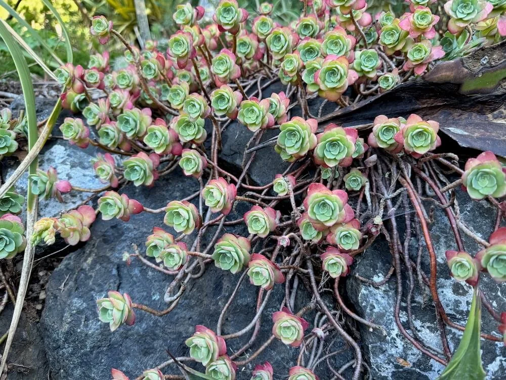 Sedum palmeri 04.jpeg