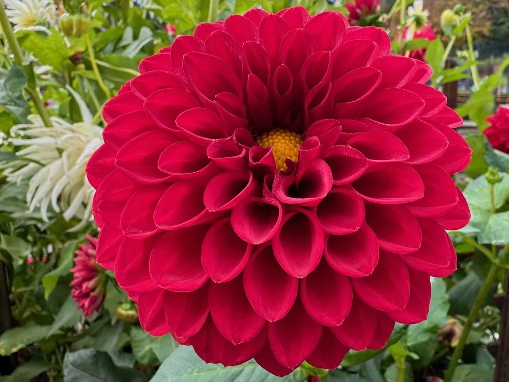 Dahlia 'Dori T' 01.jpeg