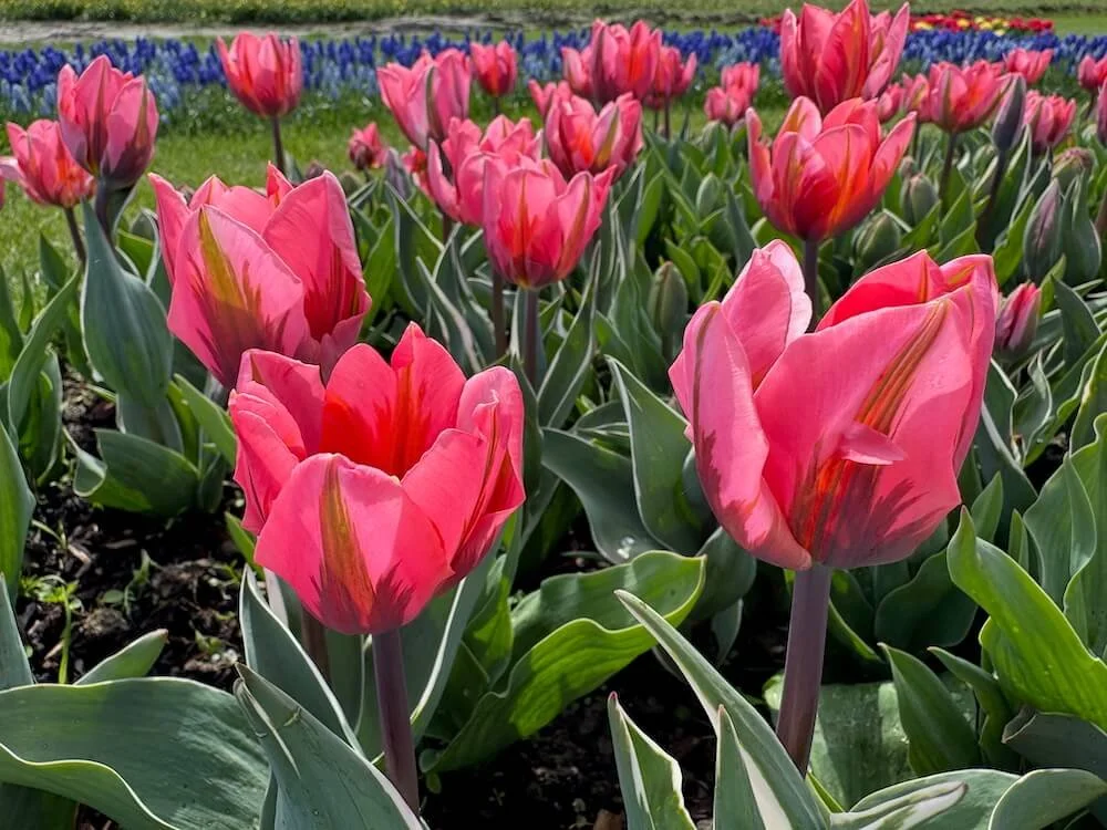 Tulipa 'Pretty Princess' | Pretty Princess Triumph Tulip