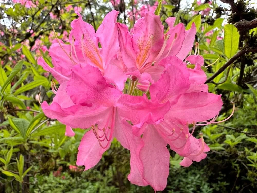 Rhododendron prinophyllum 'Marie Hoffman' 02.jpeg