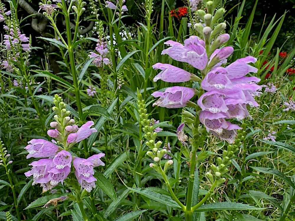 Physostegia virginiana | Obedient Plant