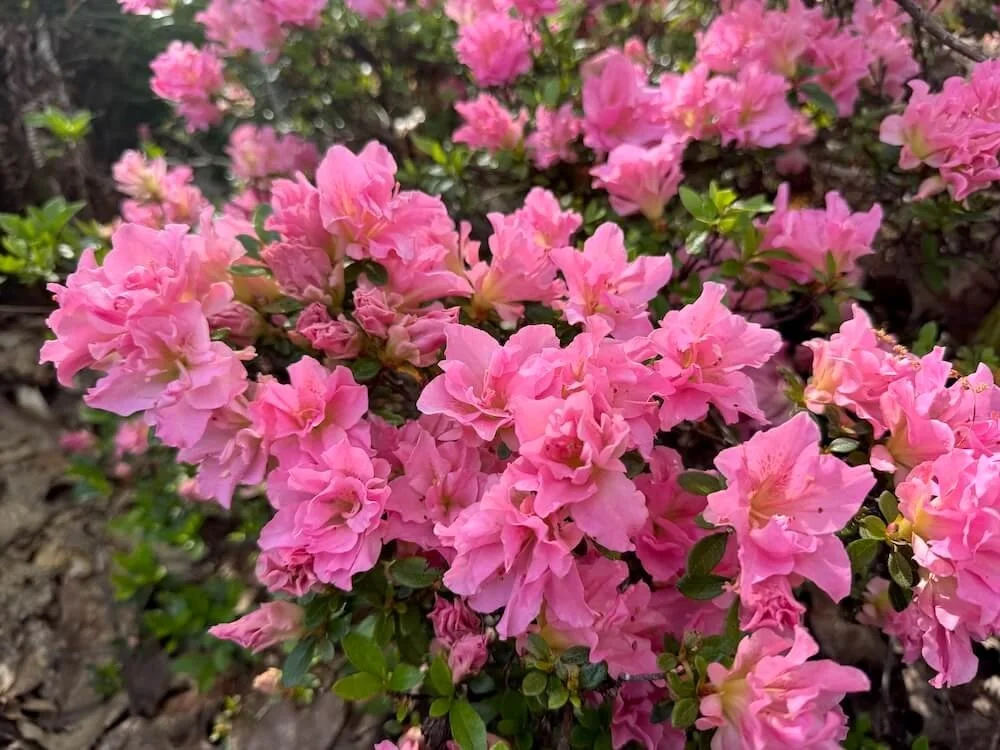 Rhododendron x 'RLH1-2P8' 04.jpeg