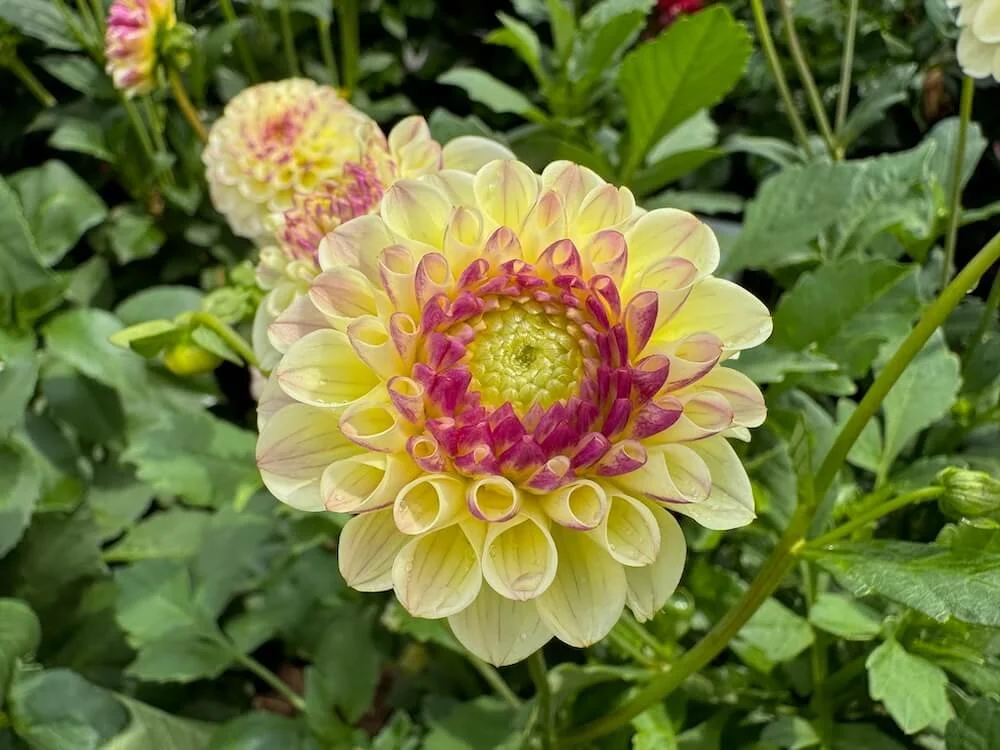 Dahlia 'Cherish' 05.jpeg