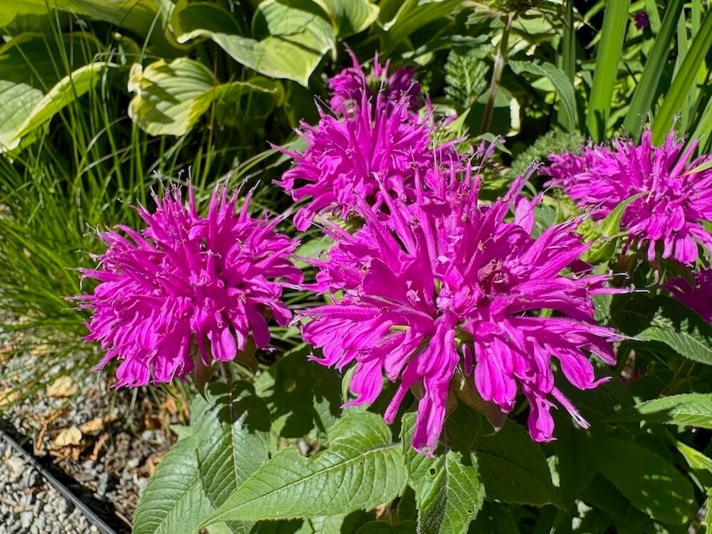 Monarda didyma Grand Parade 'Acrade' 01.jpeg