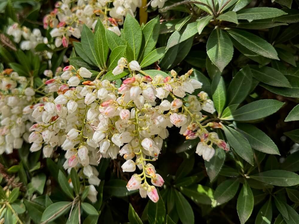 Pieris japonica 'Prelude' 02.jpeg