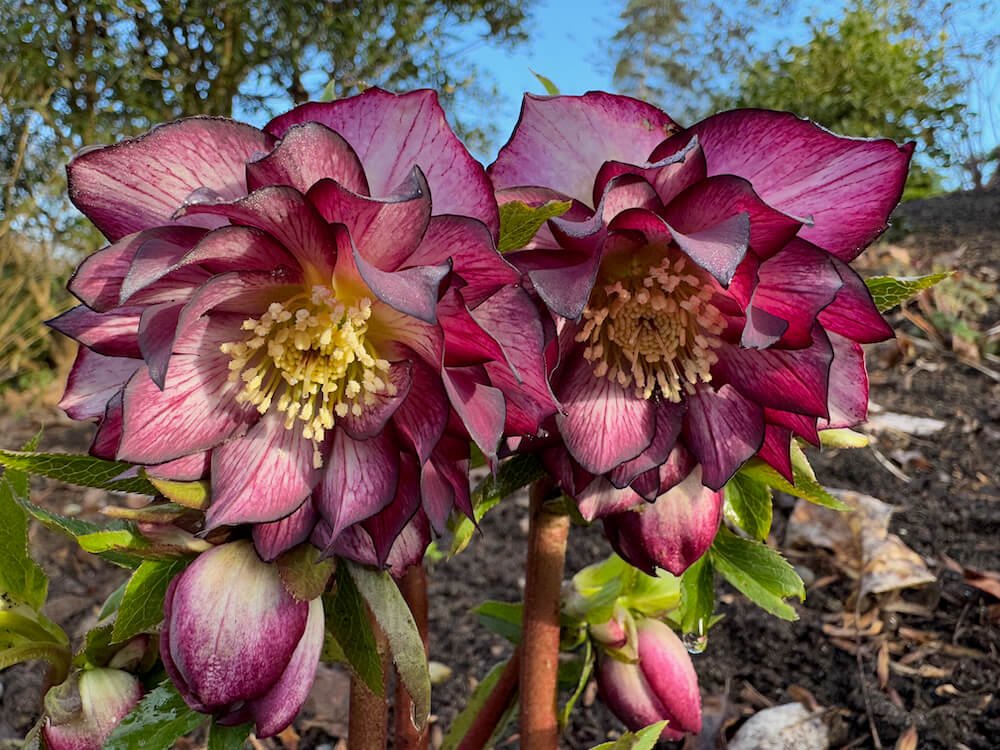 Helleborus x hybridus 'Whirlwind Romance' 02.jpeg