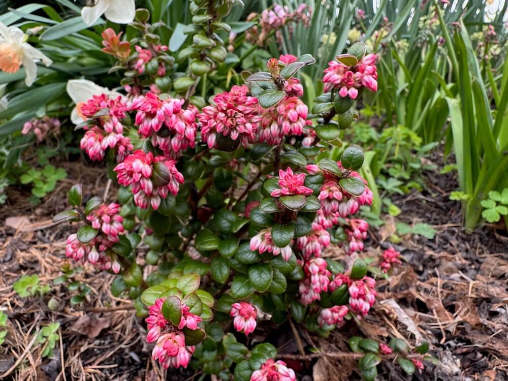 Vaccinium nummularia 02.jpeg