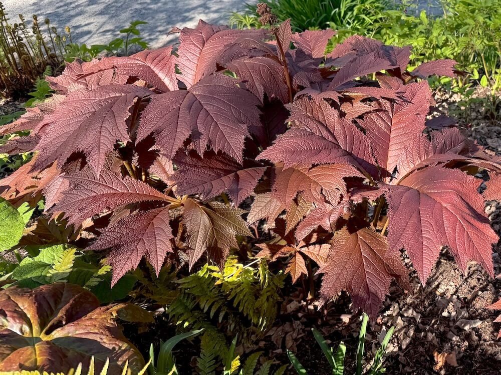 Rodgersia podophylla 'Tien Tsin Red' 01.jpeg