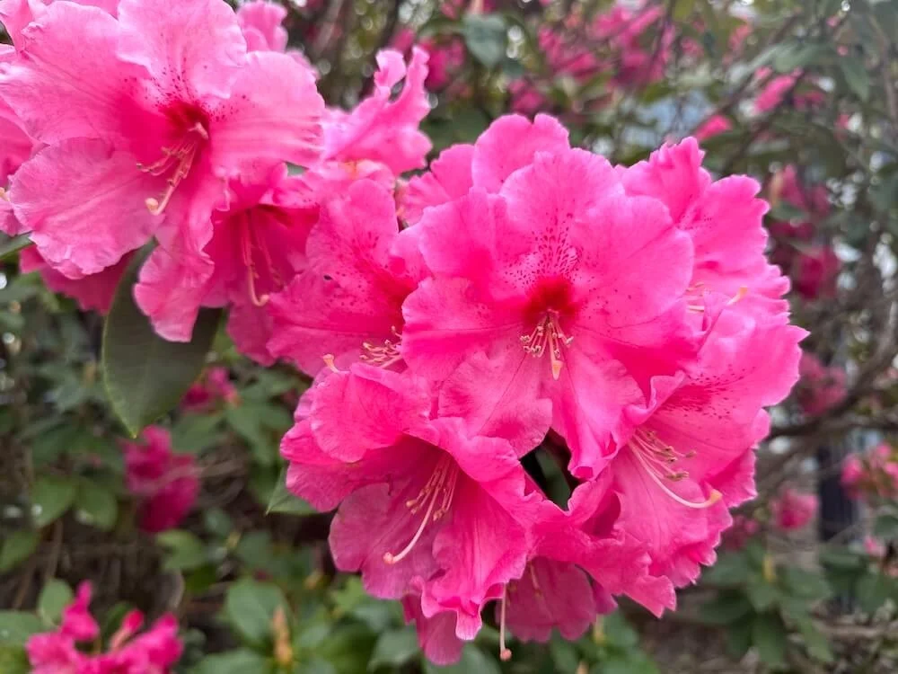 Rhododendron 'Dexter's Giant Red' 02.jpeg