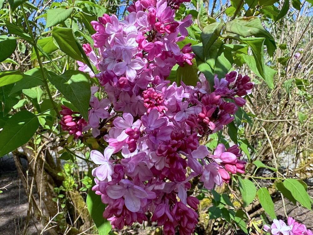 Syringa vulgaris 'Lady Lucille' 03.jpeg
