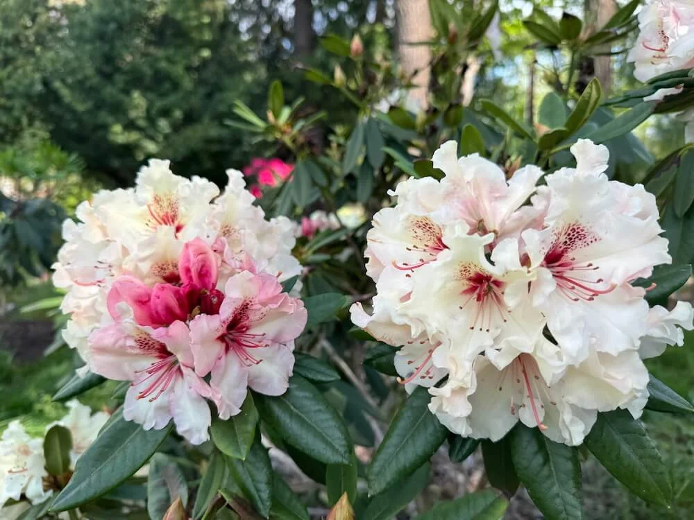 Rhododendron 'Ice Music' 05.jpeg