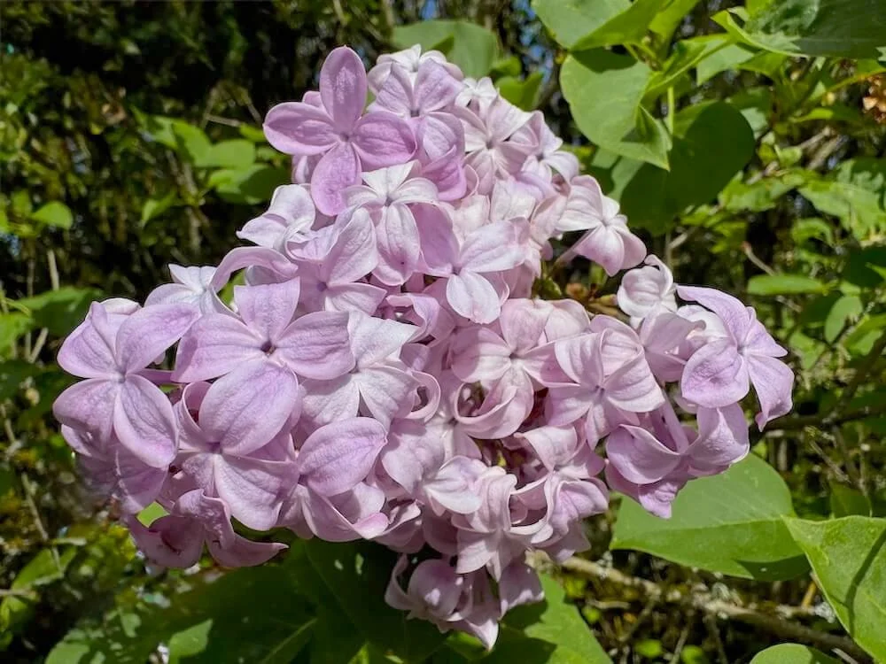 Syringa vulgaris 'True Pink' 02.jpeg
