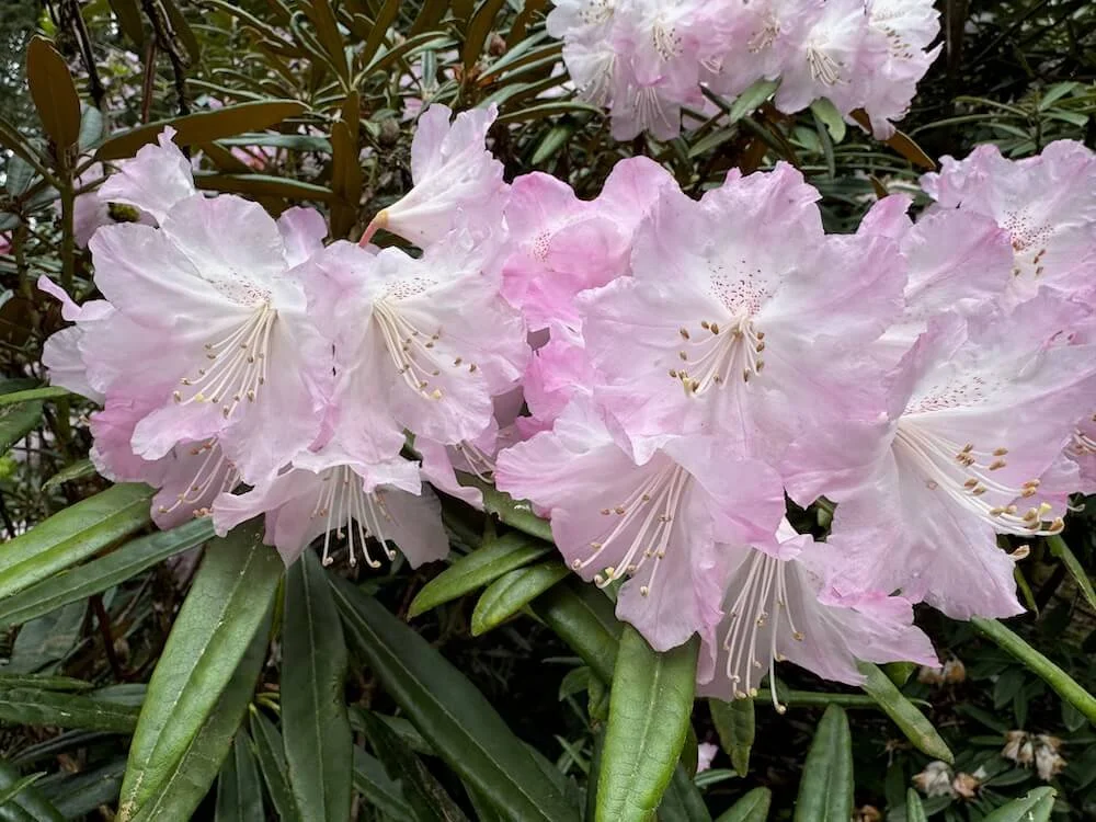 Rhododendron degronianum 01.jpeg