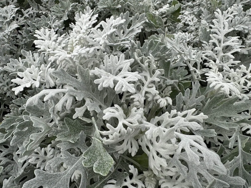 Senecio cineraria 'Silverdust' | Silverdust Dusty Miller