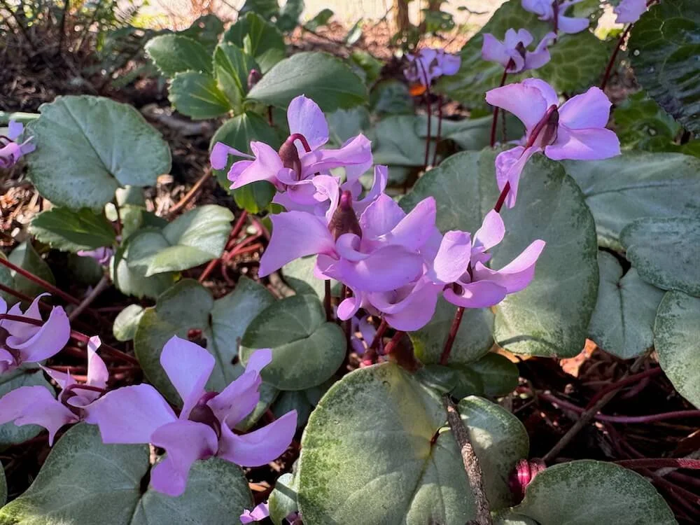 Cyclamen coum Pewter Group | Pewter Group Winter Cyclamen