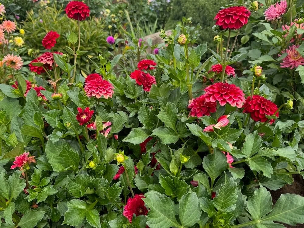 Dahlia 'Milo' 03.jpeg